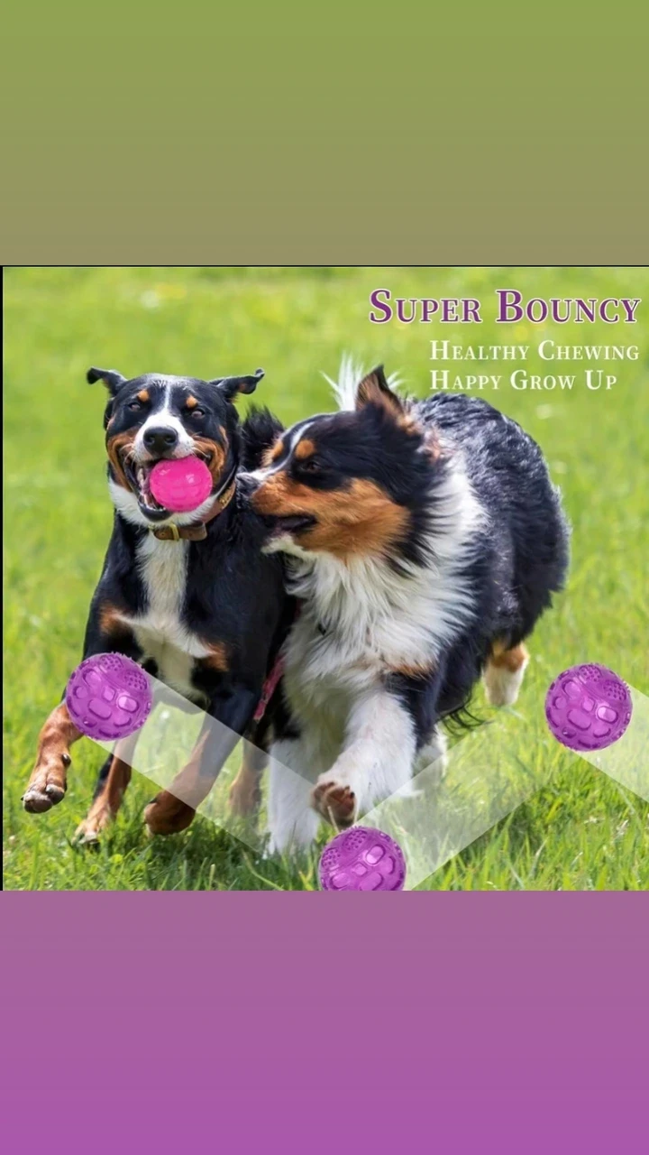 Pelota dura pitona morada's foto | Free of Lice |  BizneCubano